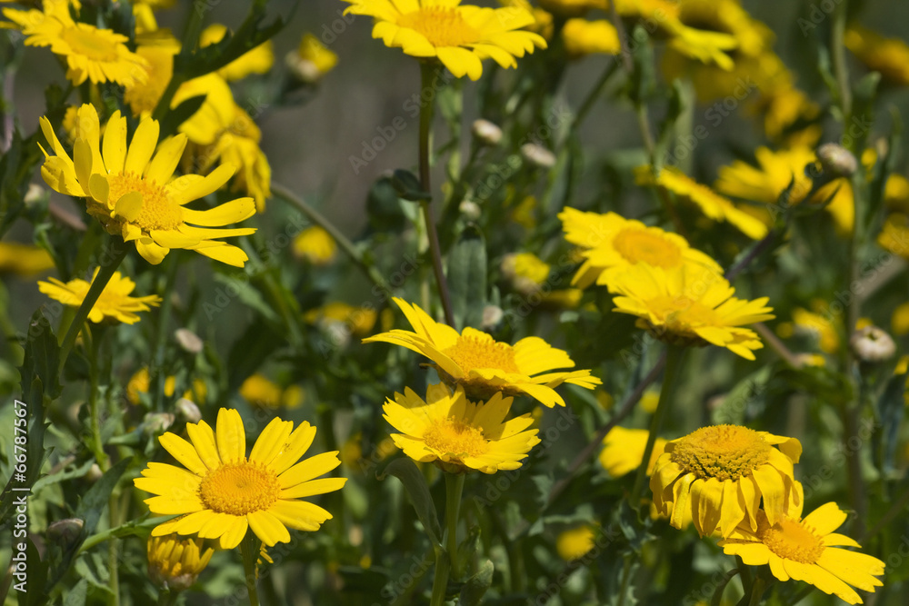 Group of Yellow Marguerite Daisies Group of Yellow Marguerite Daisies