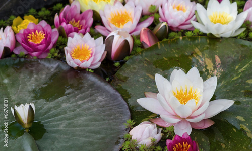 Fototapeta Naklejka Na Ścianę i Meble -  pink water lily flower