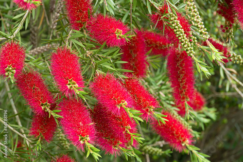 A red bottlebrush bush (Callistemon)