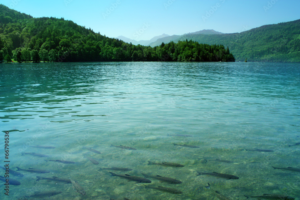 Azure lake / Limpid blue water with fishes