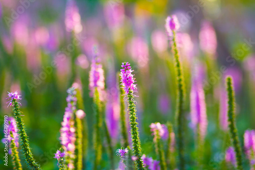 Lavender flower © pixy_nook