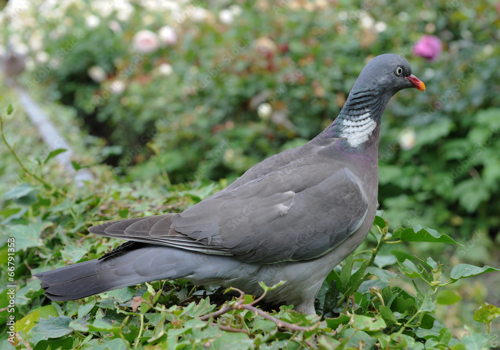 Pigeon Pigeon