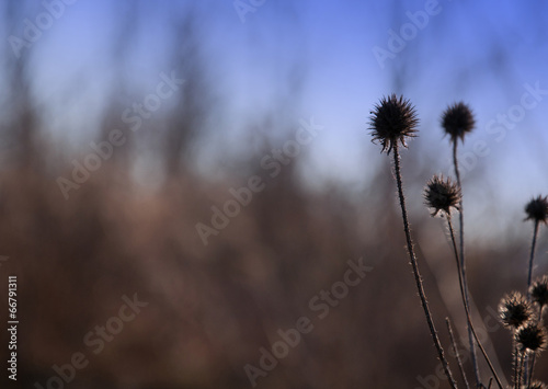 thistles on a blurry blue-brown background