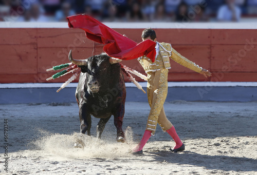 Fotografie bull in the bullring