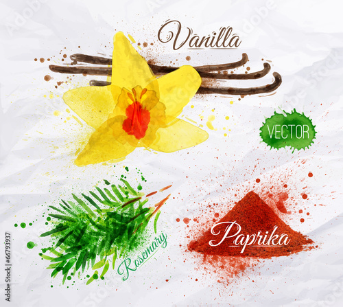 Spices herbs watercolor vanilla, rosemary, paprika