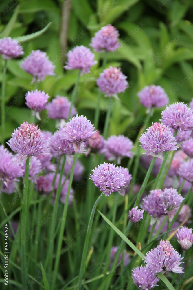 Dekorative Blüten des Schnittlauchs Dekorative Blüten des Schnittlauchs