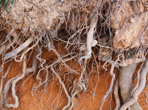 Closeup of tree roots