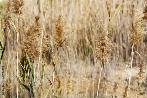 Sugarcane flower in the field