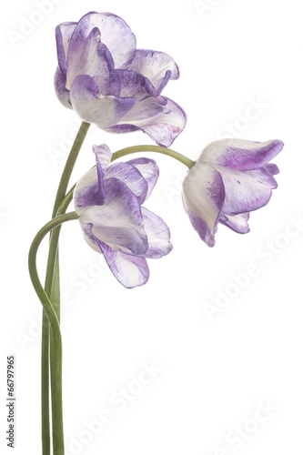 Fototapeta Naklejka Na Ścianę i Meble -  tulip