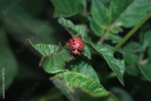 Colorado beetle's larva feeding