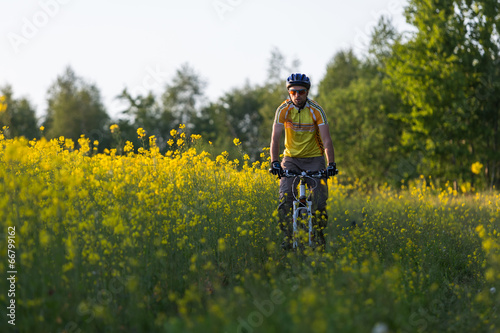 Mtb biker is cycling in yellow rapeseed field