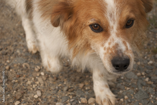 Canvas-taulu Dog Muzzle