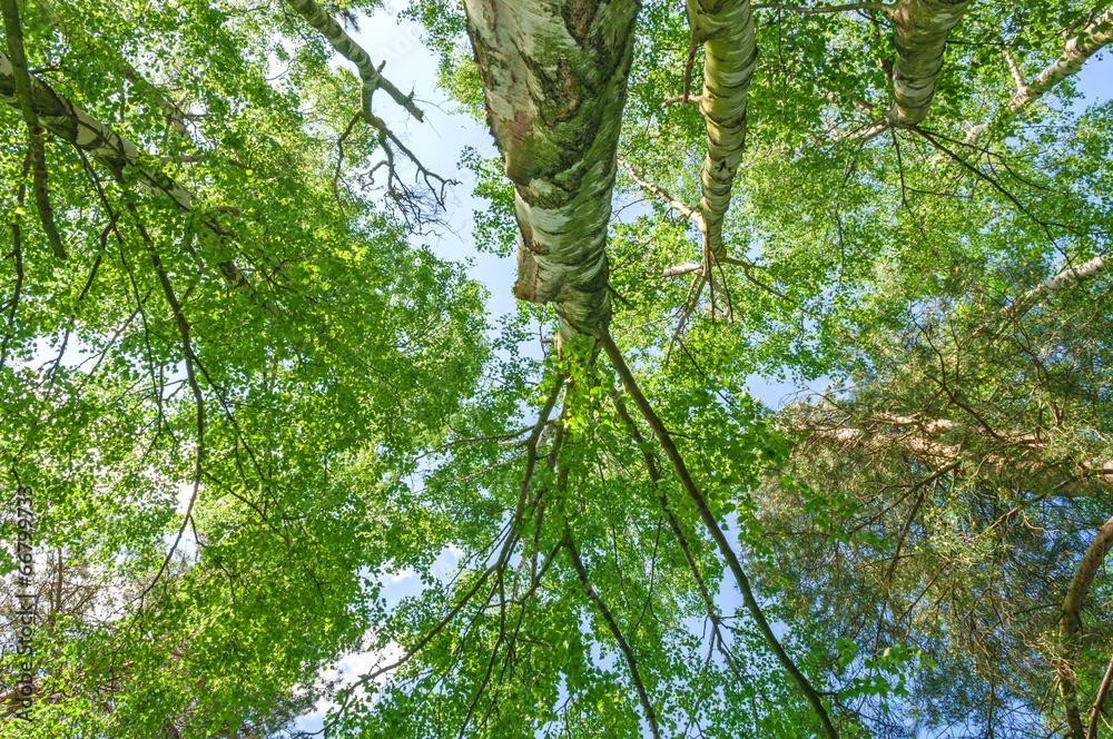 Fototapeta premium Tall Tree Forest Canopy