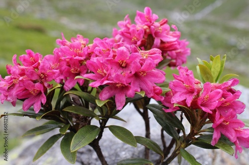 Alpenrose (Rhododendron hirsutum) photo