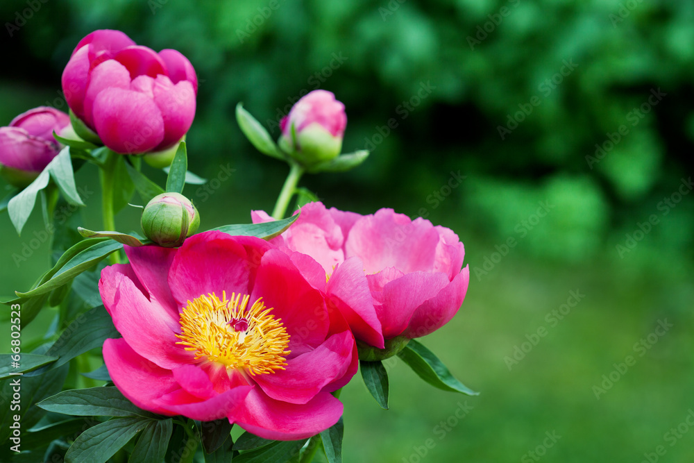 Bouquet of beautiful pink peonies in garden, toned