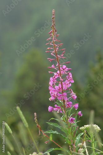Epilobe en épis (epilobium angustifolium)