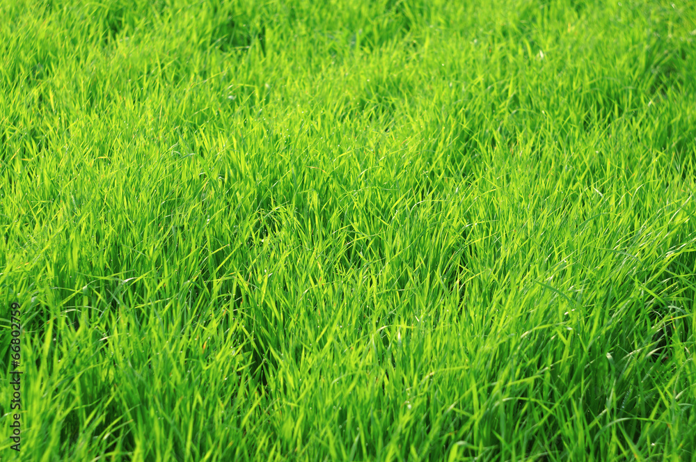 Green juicy grass as background Green juicy grass as background