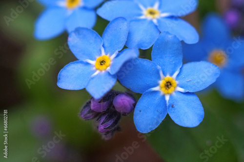 Blue flowers forget-me shot macro © Chiffanna