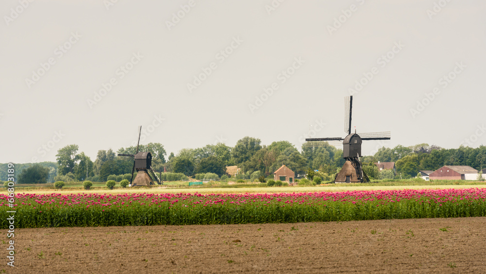 Summer landscape in the Netherlands
