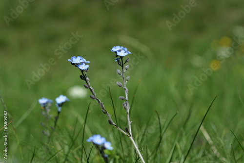 Myosotis photo