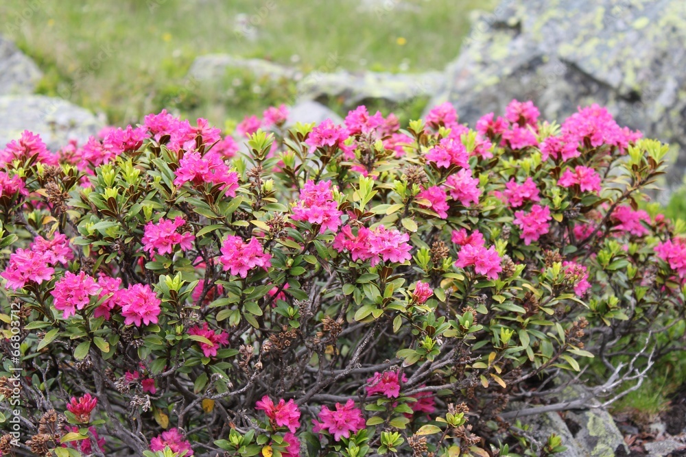 Alpenrose (Rhododendron hirsutum) Alpenrose (Rhododendron hirsutum)