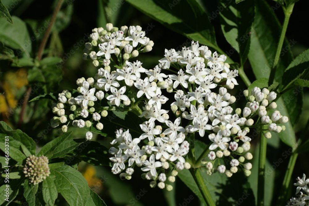 Sureau hièble (sambucus ebulus) Sureau hièble (sambucus ebulus)