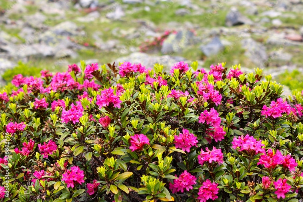 Alpenrose (Rhododendron hirsutum)