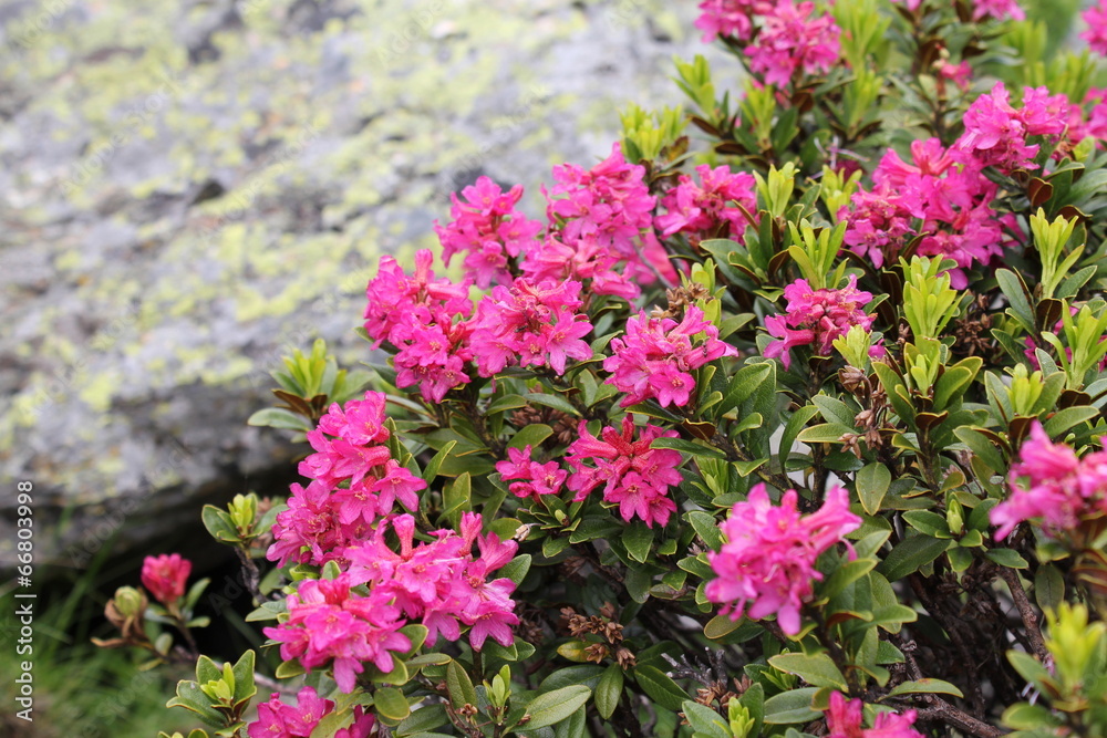 Alpenrose (Rhododendron hirsutum)