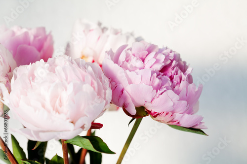 Bouquet of beautiful pink peonies