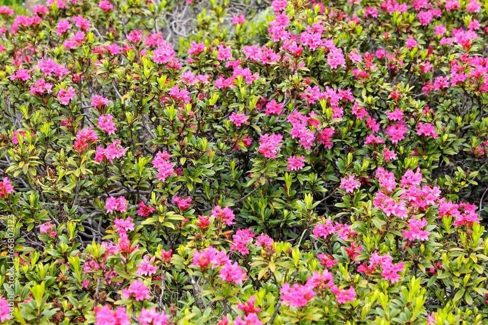 Alpenrose (Rhododendron hirsutum)