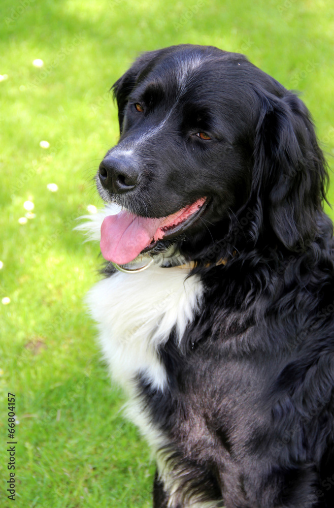 Beautiful dog in the garden Beautiful dog in the garden