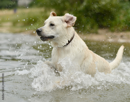 Labrador Retriever de sauter dans l'eau photo