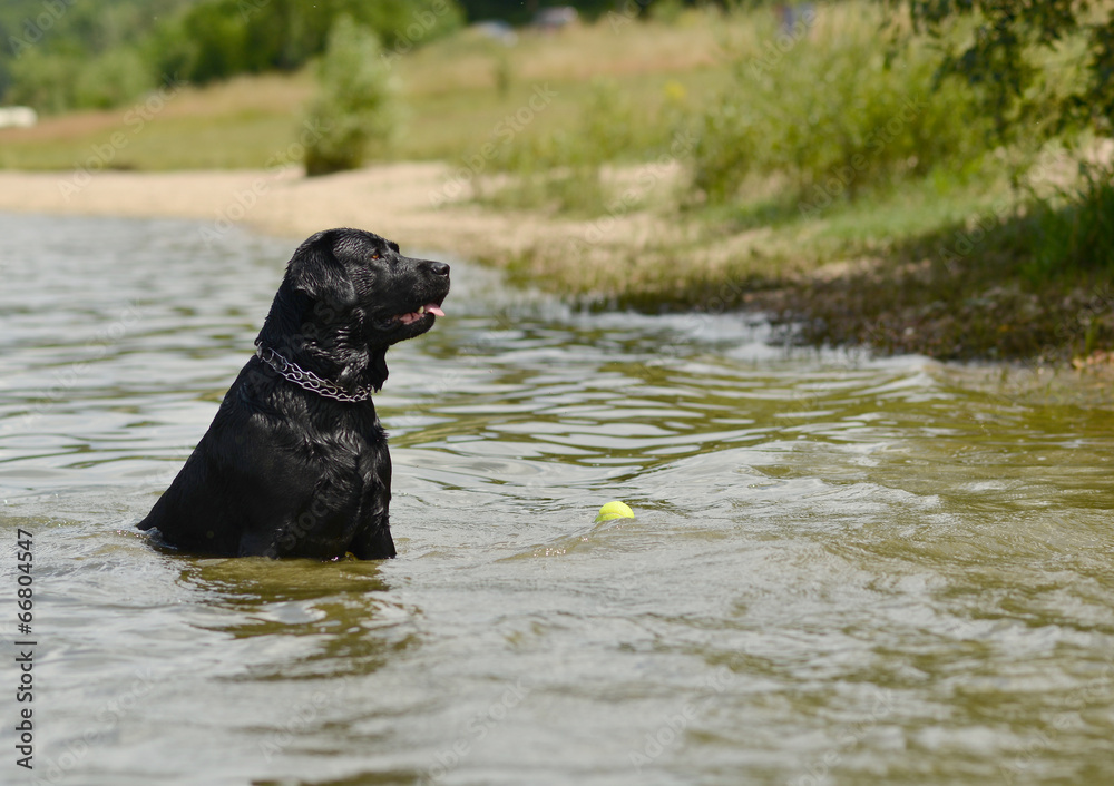 dog in water dog in water
