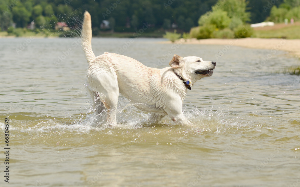 Dog swimming on a hot summer day