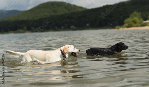 Dog swimming photo