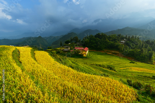 Golden rice terraces in Vitnam.