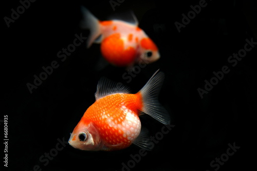 ピンポンパール