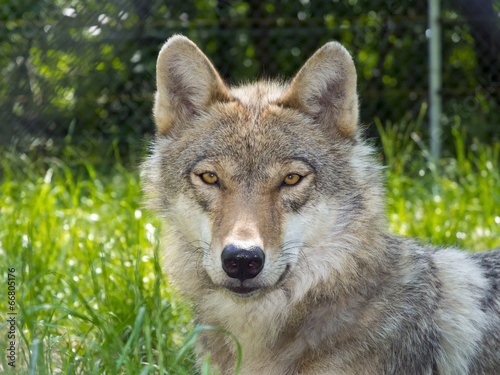 European gray wolf (Canis lupus lupus) #66805176