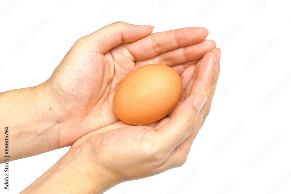 hand holding chicken egg on isolated background hand holding chicken egg on isolated background