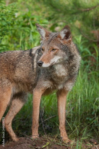 Coyote  Canis latrans  Stands Alert