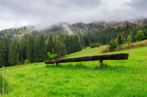 wooden bench in front of coniferous forest