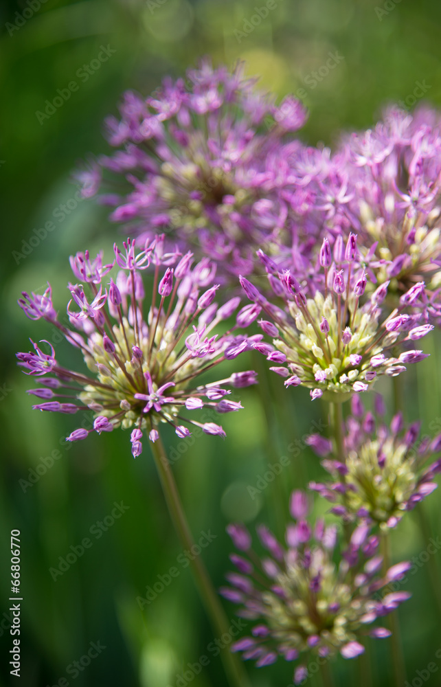Purple flowers of the wild onion Purple flowers of the wild onion