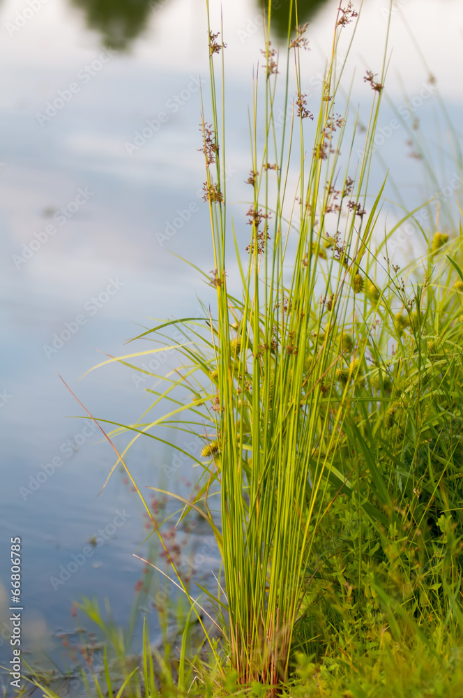 Flowering reed plants near a lake.