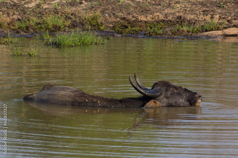 Obraz premium Water buffalos