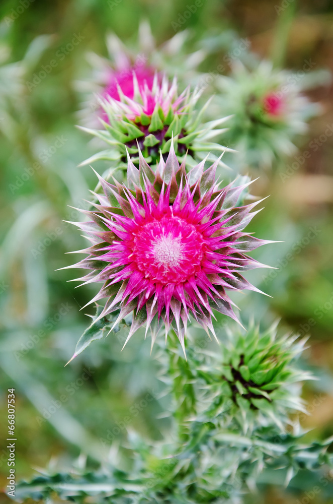 Prickly thistle