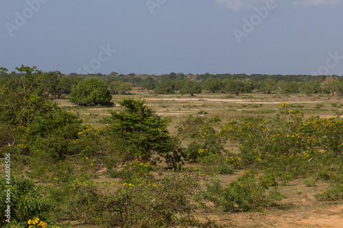 Safai in the Yala Nationalpark photo