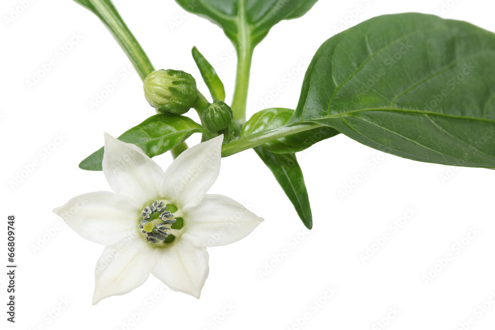 Obraz premium ピーマンの花