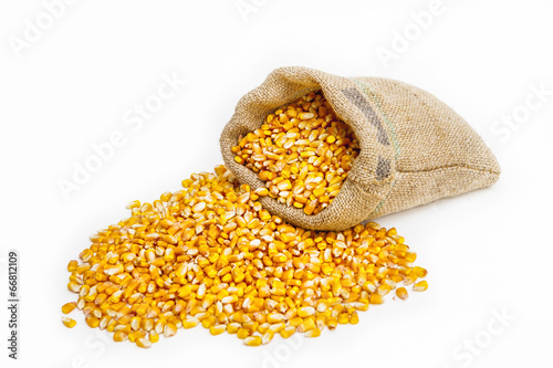 Corn kernels spilled on the ground with a filled sack of kernels