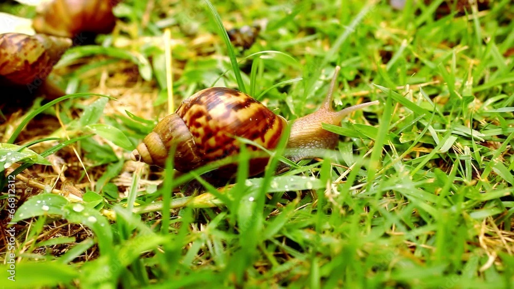 Closeup of many crawling, loving and eating Snails in the grass. Closeup of many crawling, loving and eating Snails in the grass.