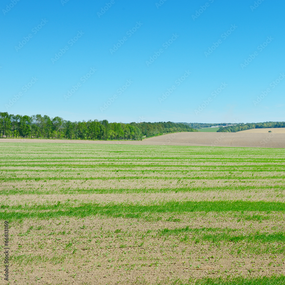 field and blue sky field and blue sky